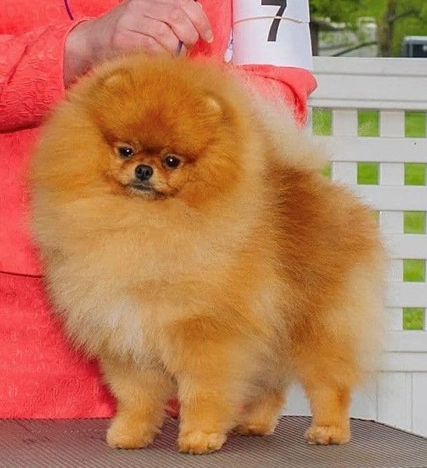 Beautiful AKC Male Pomeranian Puppies breeder image 3