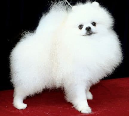 Beautiful AKC Male Pomeranian Puppies breeder image 2