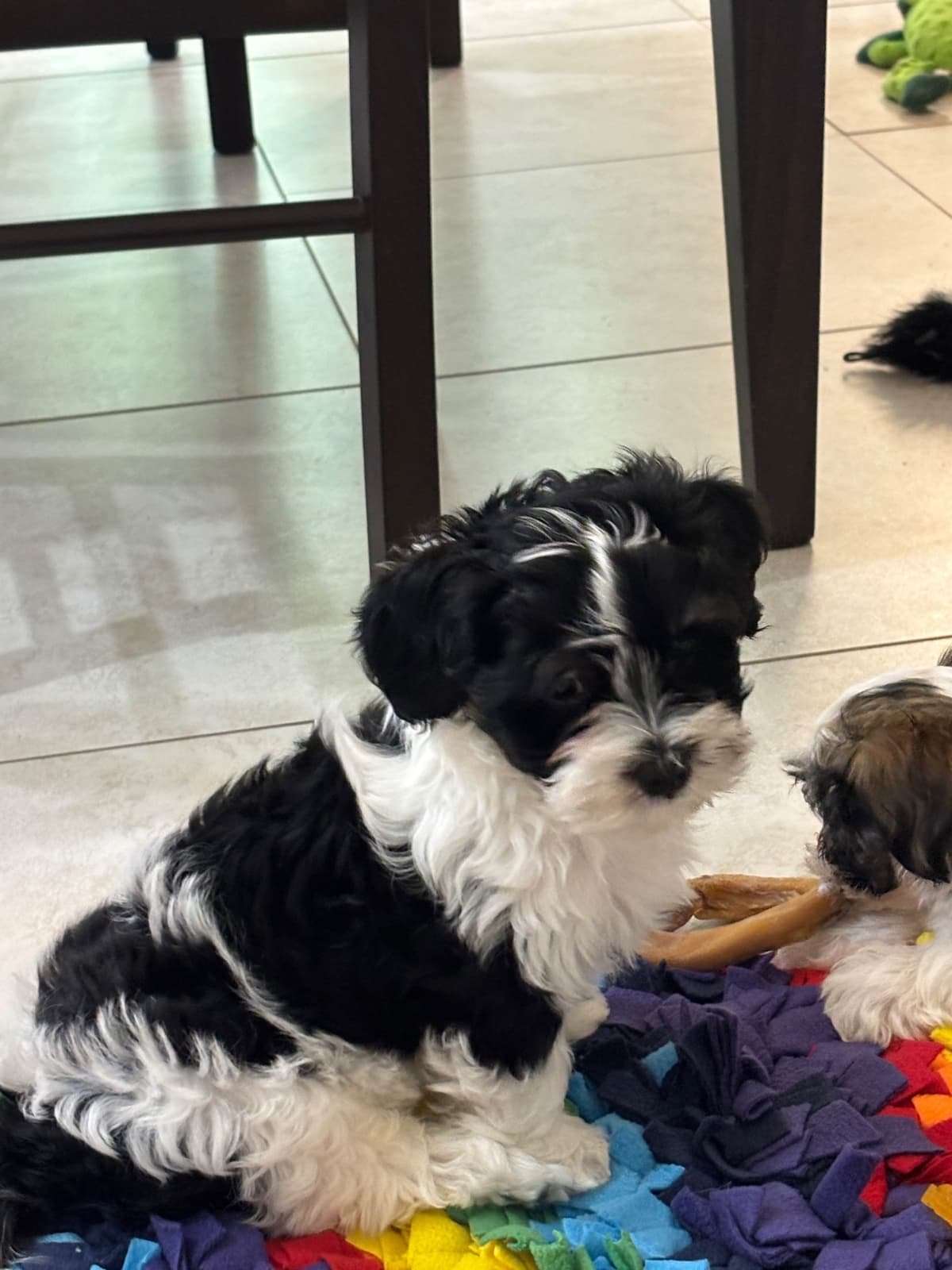 Havanese Puppies from fully tested Ch dam and GCHG sire breeder image 4