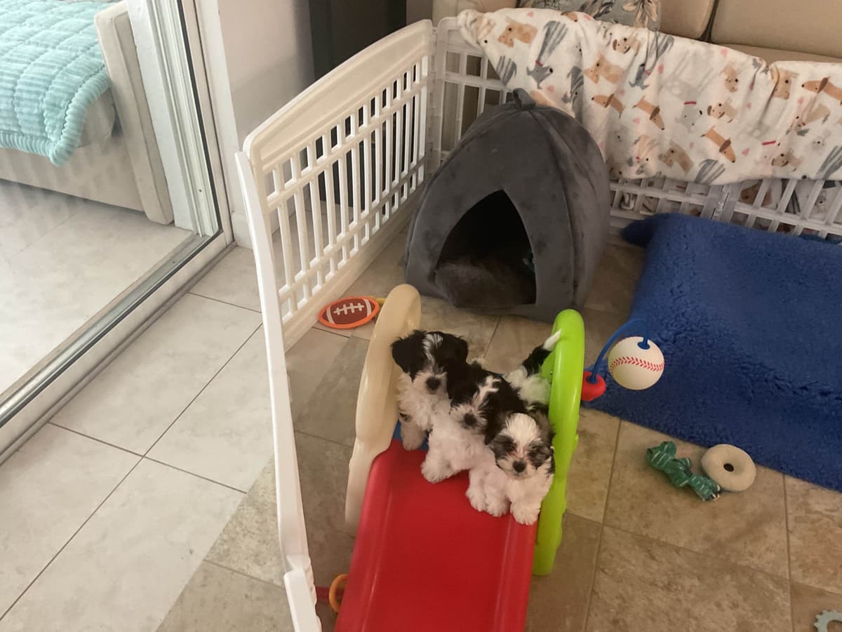 Havanese Puppies from fully tested Ch dam and GCHG sire breeder image 10