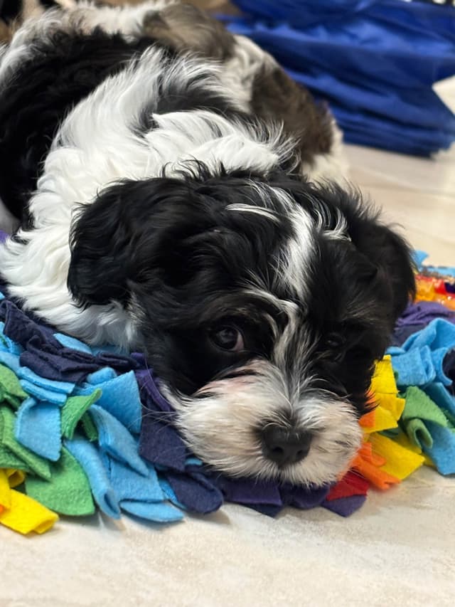 Havanese Puppies from  fully tested Ch dam and GCHG sire media 6
