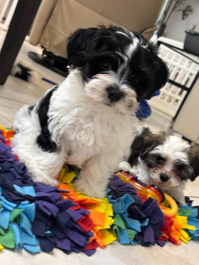 Havanese Puppies from  fully tested Ch dam and GCHG sire media 5