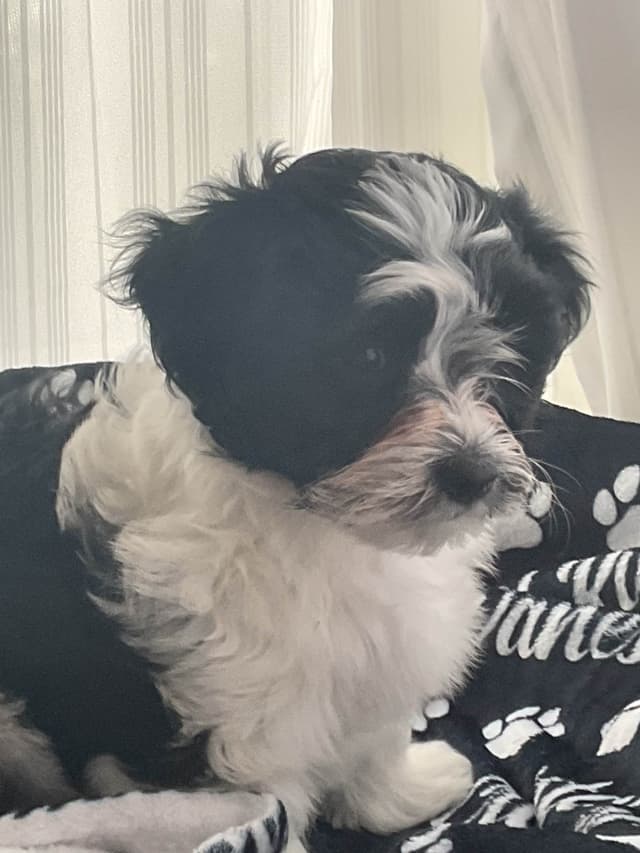 Havanese Puppies from  fully tested Ch dam and GCHG sire media 7