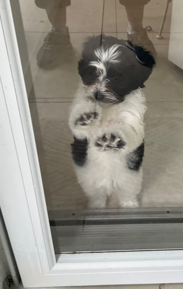 Havanese Puppies from  fully tested Ch dam and GCHG sire media 8