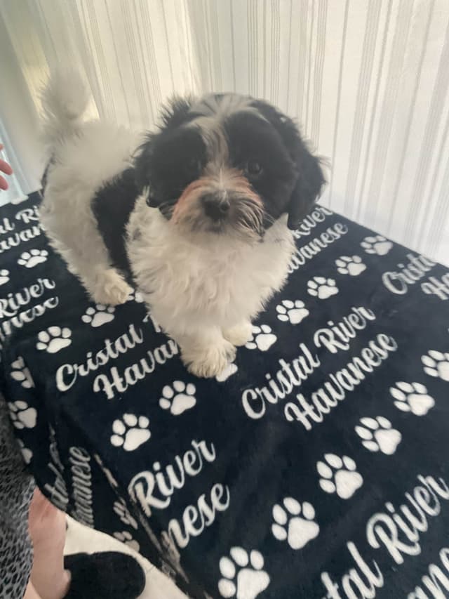 Havanese Puppies from  fully tested Ch dam and GCHG sire media 9