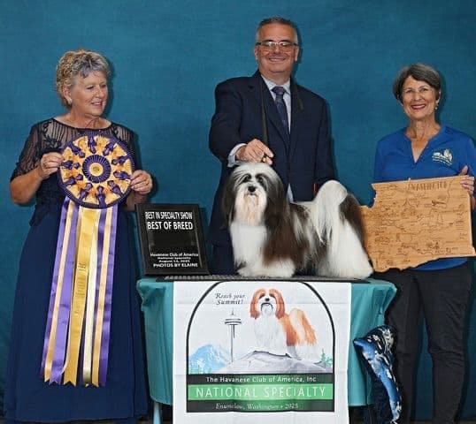 Havanese Puppies from  fully tested Ch dam and GCHG sire media 3
