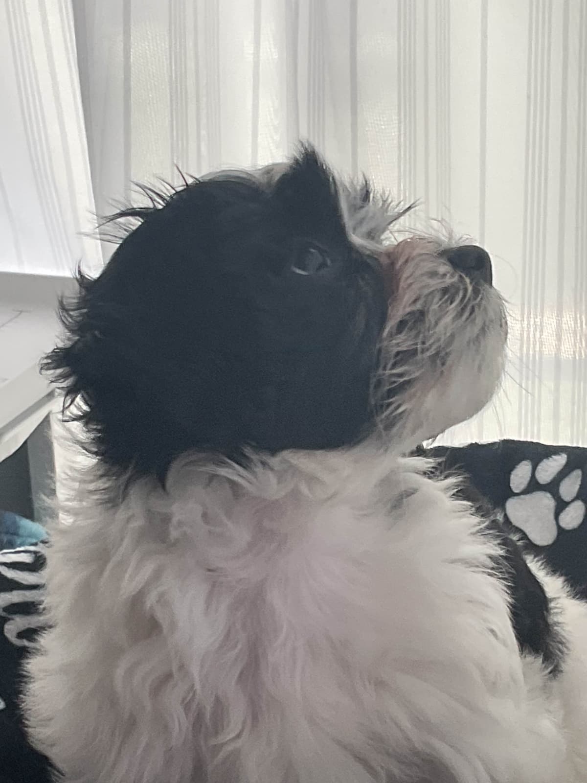 Havanese Puppies from fully tested Ch dam and GCHG sire breeder image 7