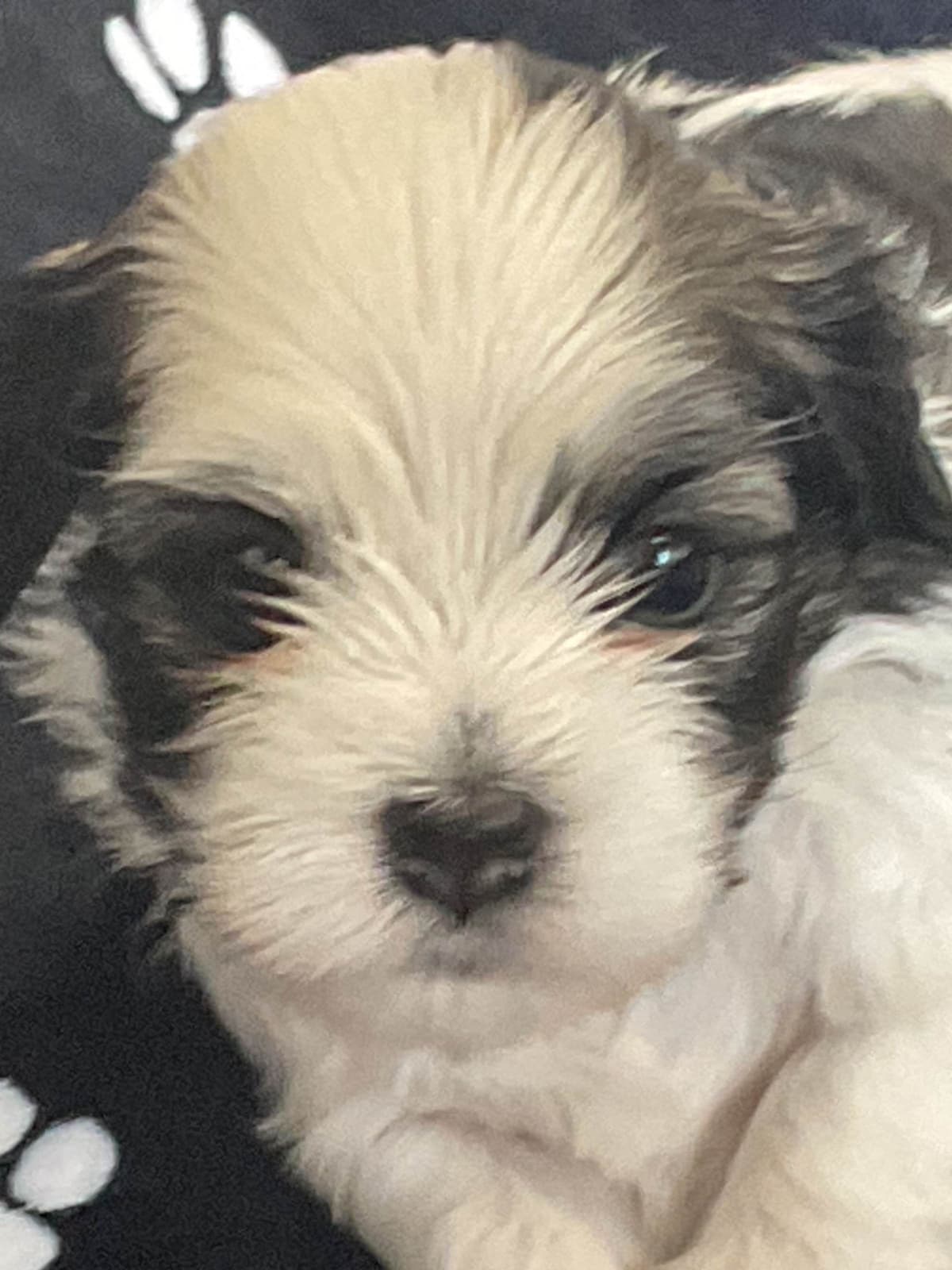 Havanese Puppies from fully tested Ch dam and GCHG sire breeder image 1