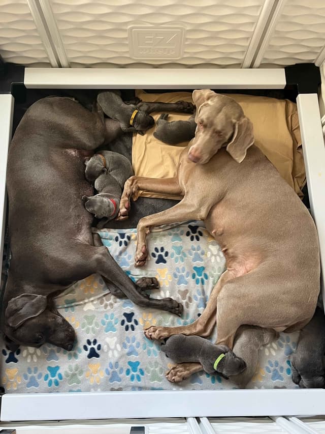 Weimaraner Puppies Northern Idaho media 2