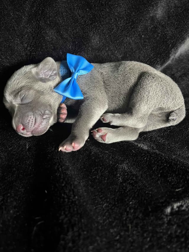 Weimaraner Puppies Northern Idaho media 3