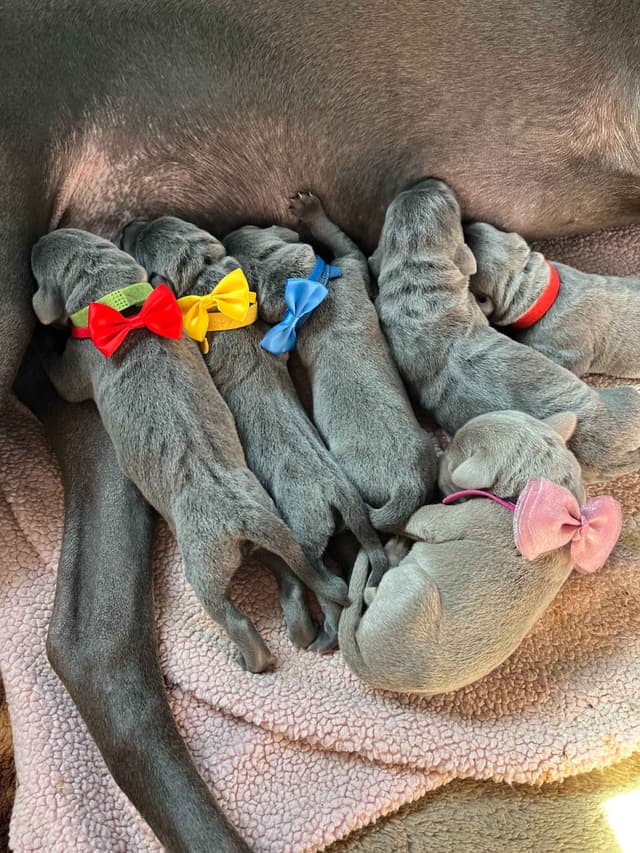 Weimaraner Puppies Northern Idaho media 5