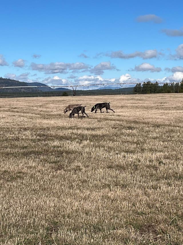 Weimaraner Puppies Northern Idaho media 6