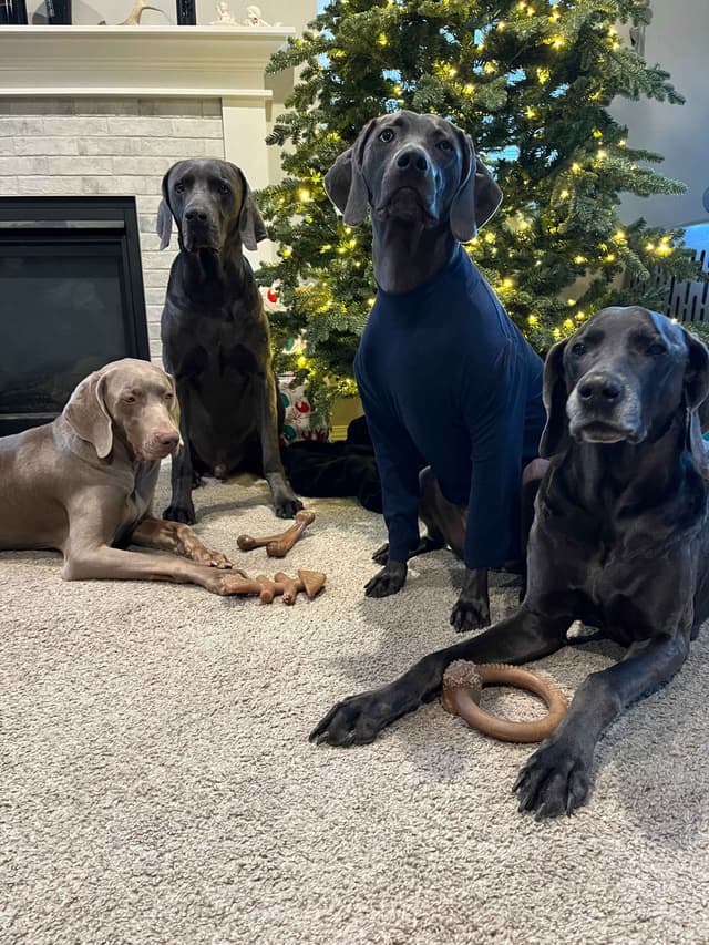 Weimaraner Puppies Northern Idaho media 7