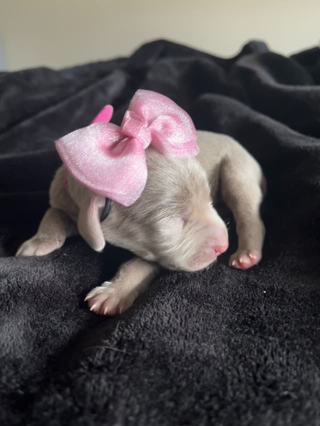 Weimaraner Puppies Northern Idaho media 9