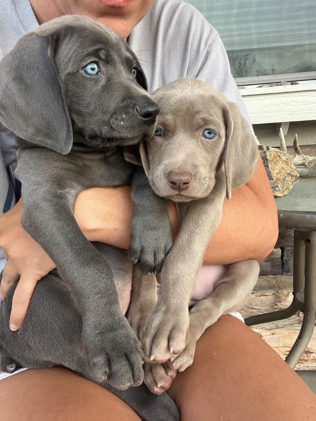 Weimaraner Puppies Northern Idaho media 10