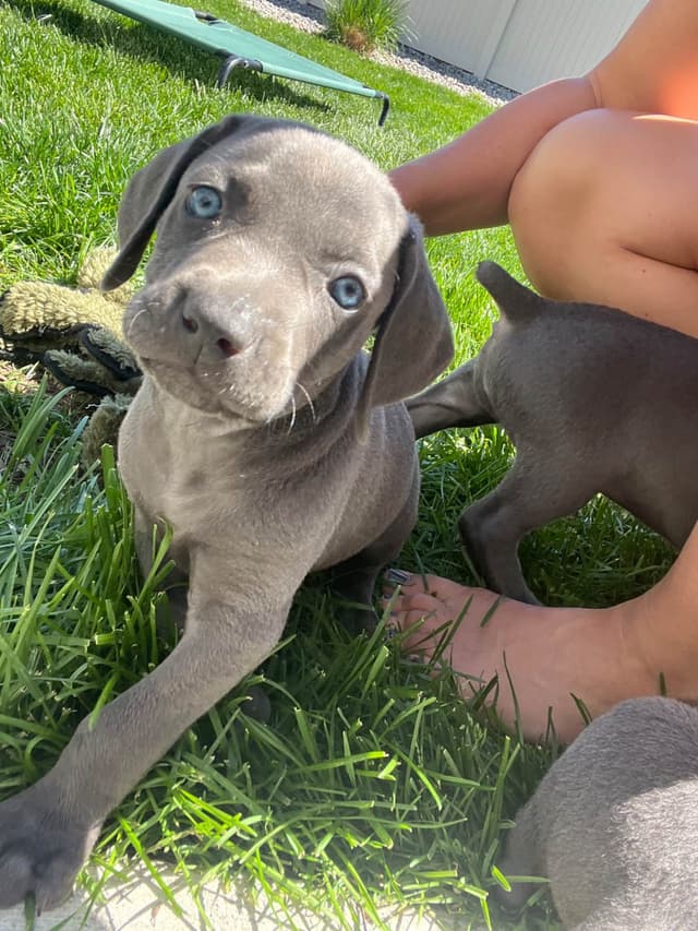 Weimaraner Puppies Northern Idaho media 11