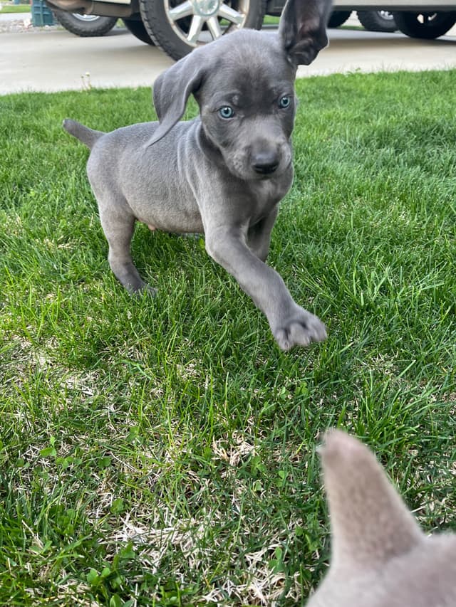 Weimaraner Puppies Northern Idaho media 13