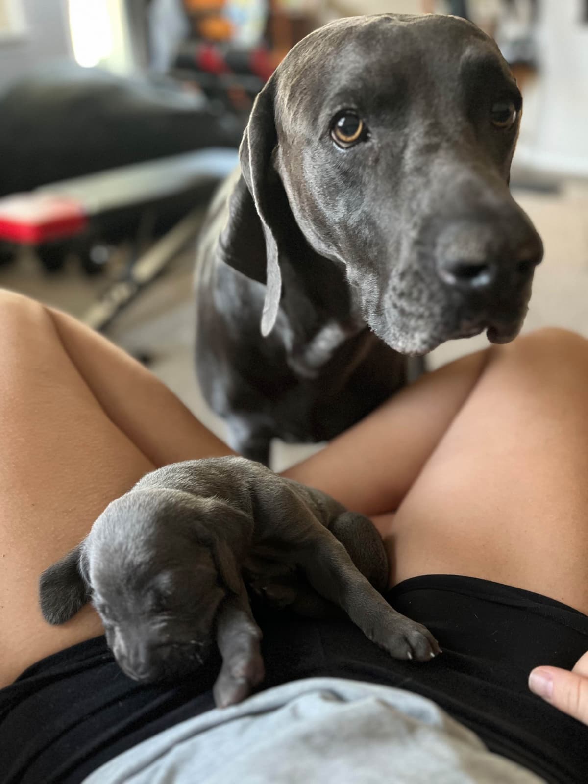 Weimaraner Puppies Northern Idaho breeder image 3