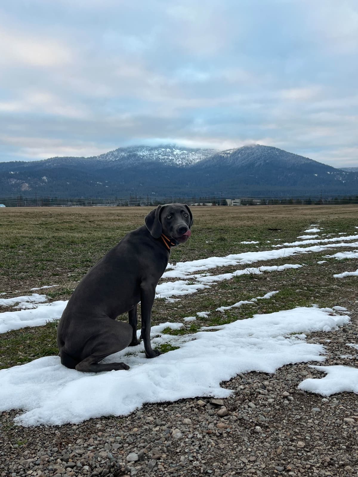 Weimaraner Puppies Northern Idaho breeder image 6