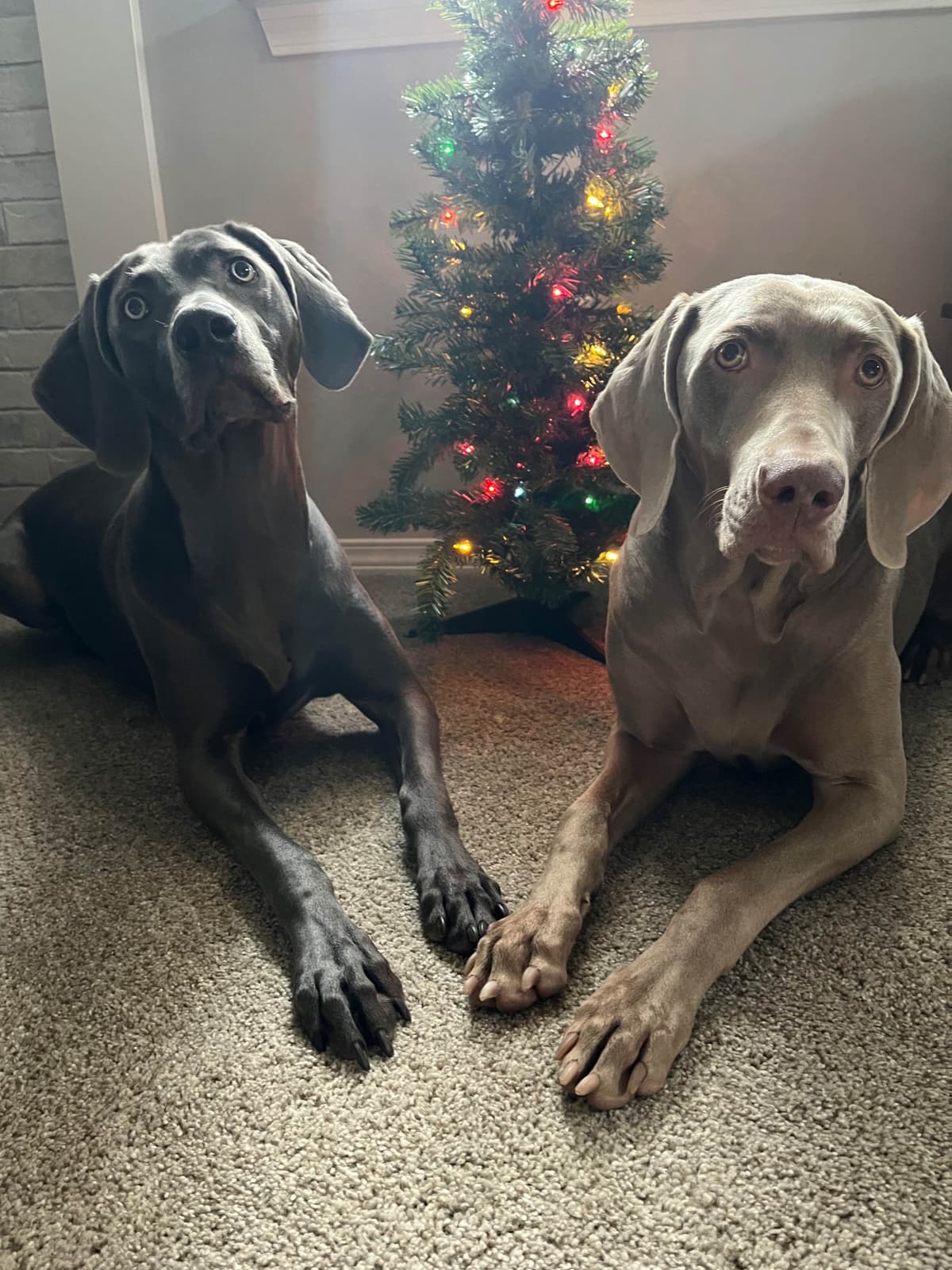 Weimaraner Puppies Northern Idaho breeder image 5