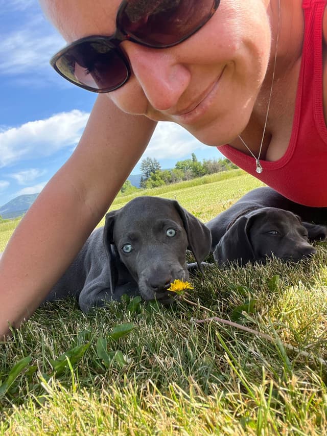 Weimaraner Puppies Northern Idaho media 14