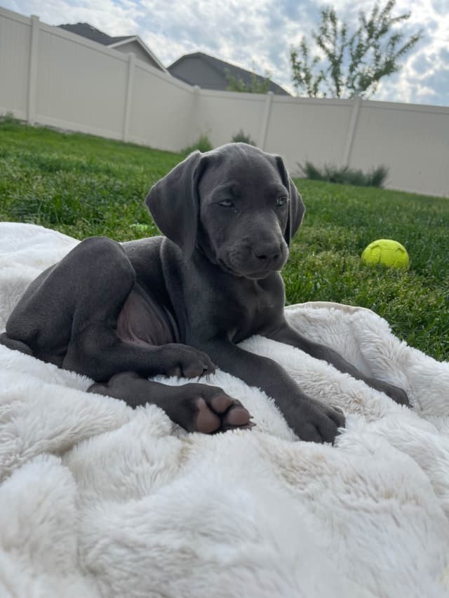 Weimaraner Puppies Northern Idaho media 15