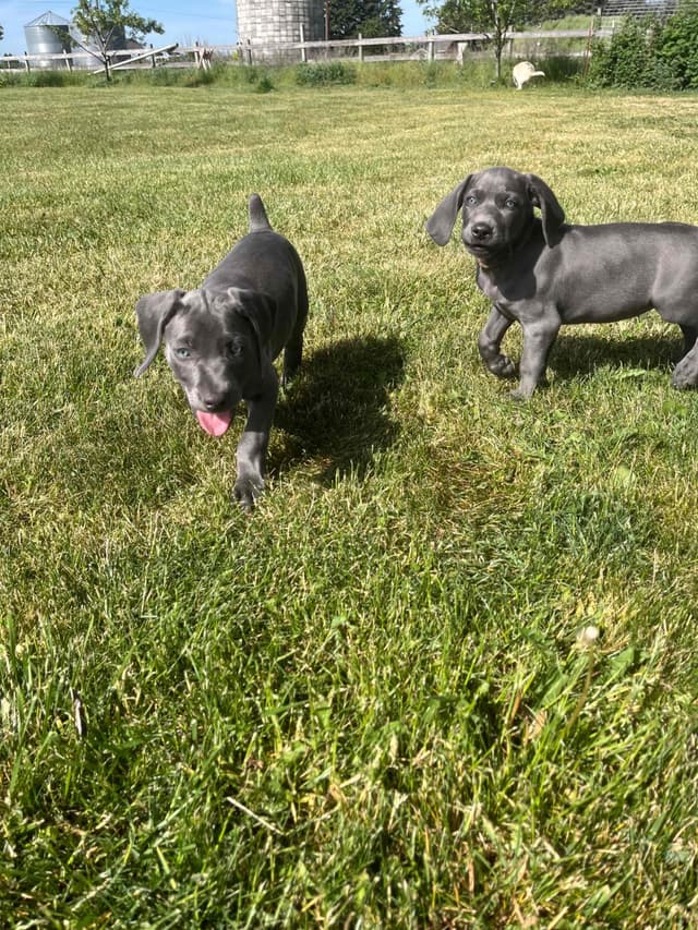 Weimaraner Puppies Northern Idaho media 16
