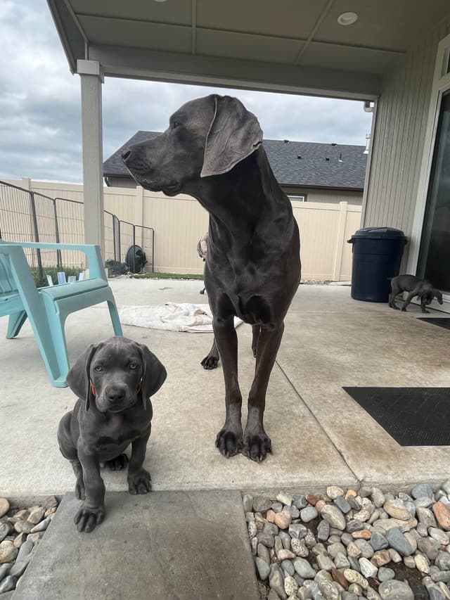 Weimaraner Puppies Northern Idaho media 18
