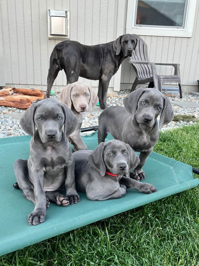 Weimaraner Puppies Northern Idaho media 19