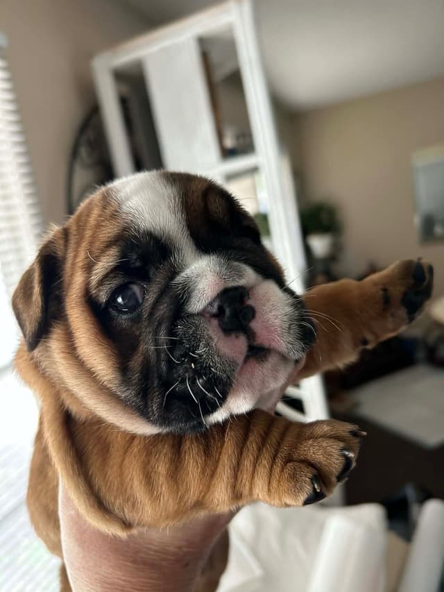 Bulldog Puppies media 2
