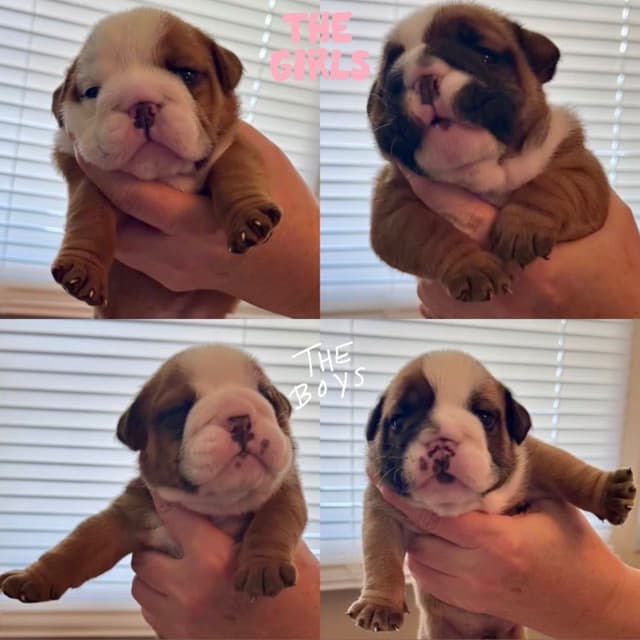 Bulldog Puppies media 3