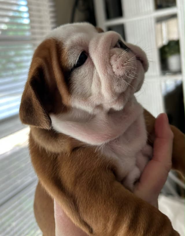 Bulldog Puppies media 4