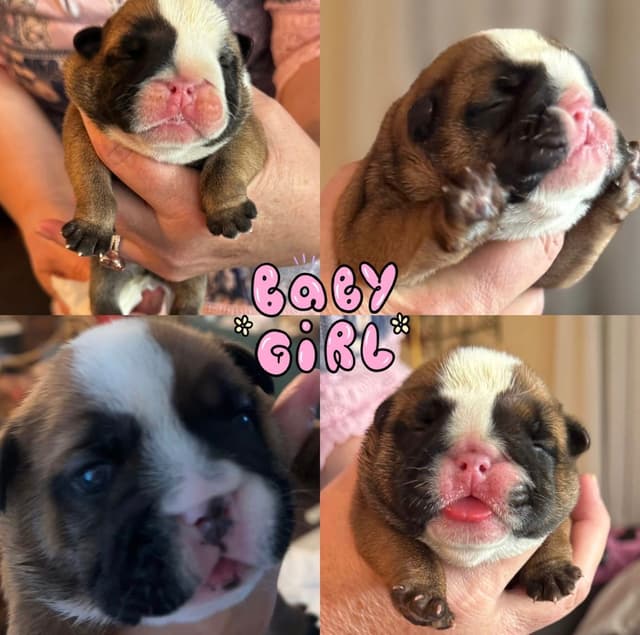 Bulldog Puppies media 5