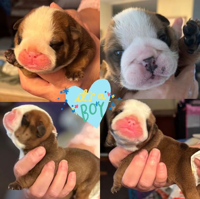 Bulldog Puppies media 6