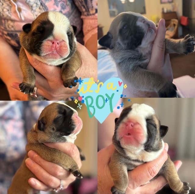 Bulldog Puppies media 7