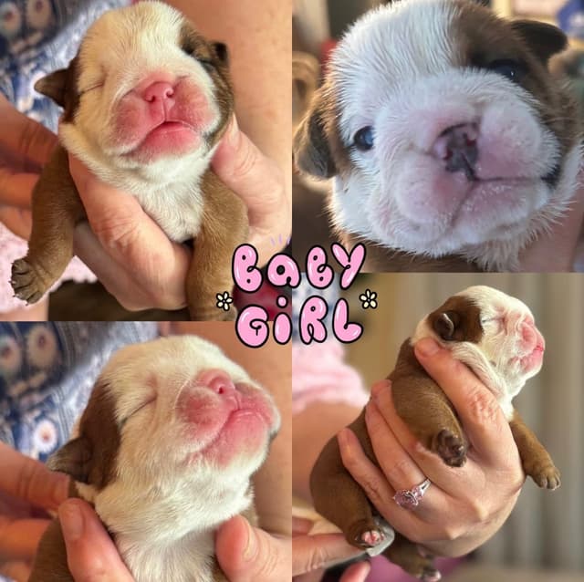 Bulldog Puppies media 8
