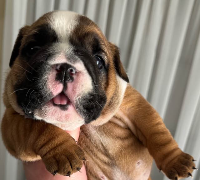 Bulldog Puppies media 11