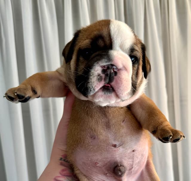 Bulldog Puppies media 12