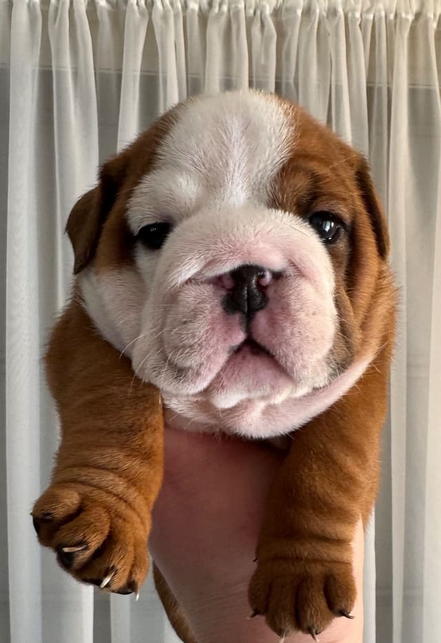 Bulldog Puppies media 13
