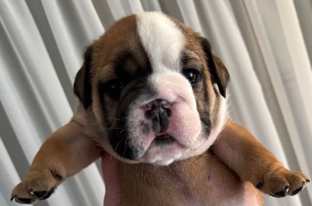 Bulldog Puppies media 14