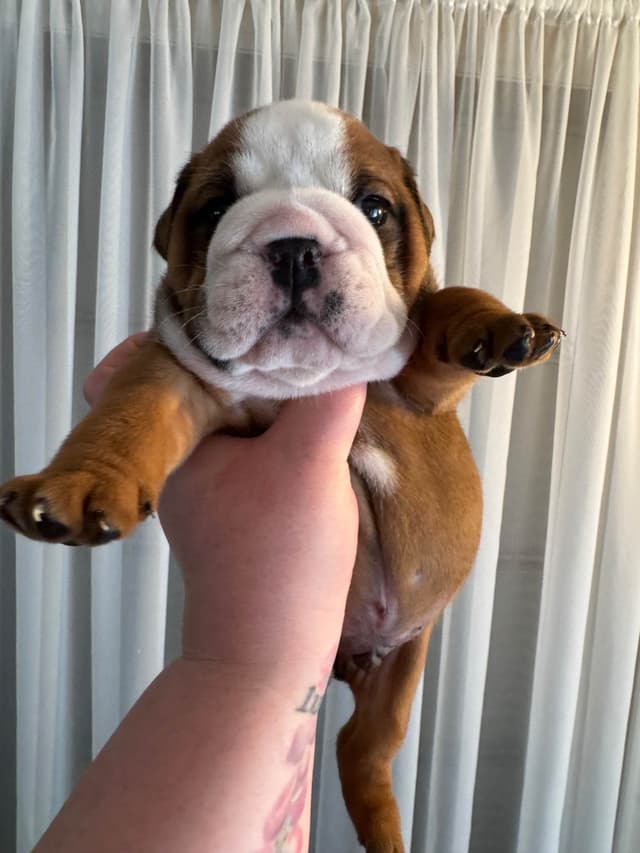 Bulldog Puppies media 15