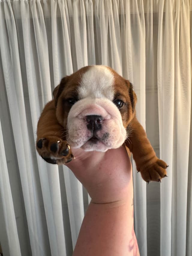 Bulldog Puppies media 16
