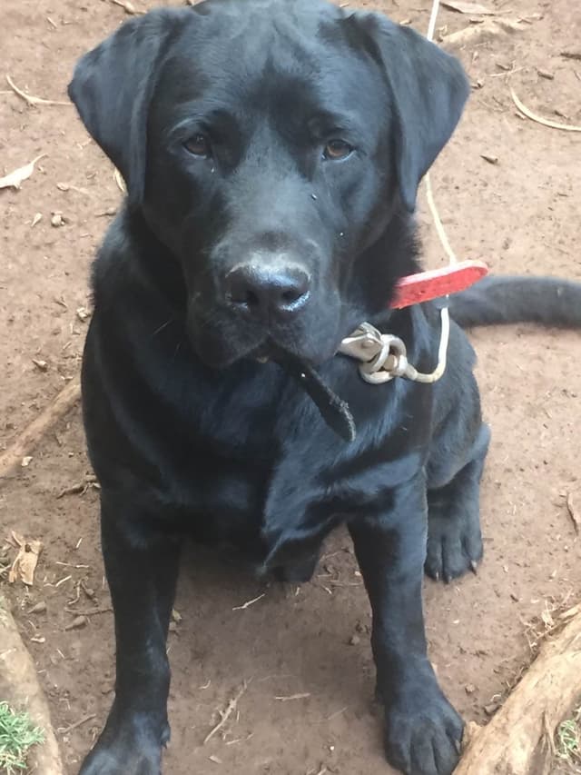 Labrador Retriever Puppies media 3