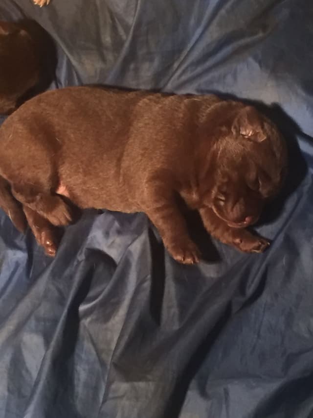 Labrador Retriever Puppies media 4