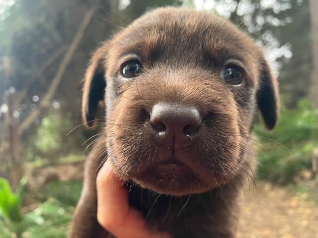 Labrador Retriever Puppies media 5