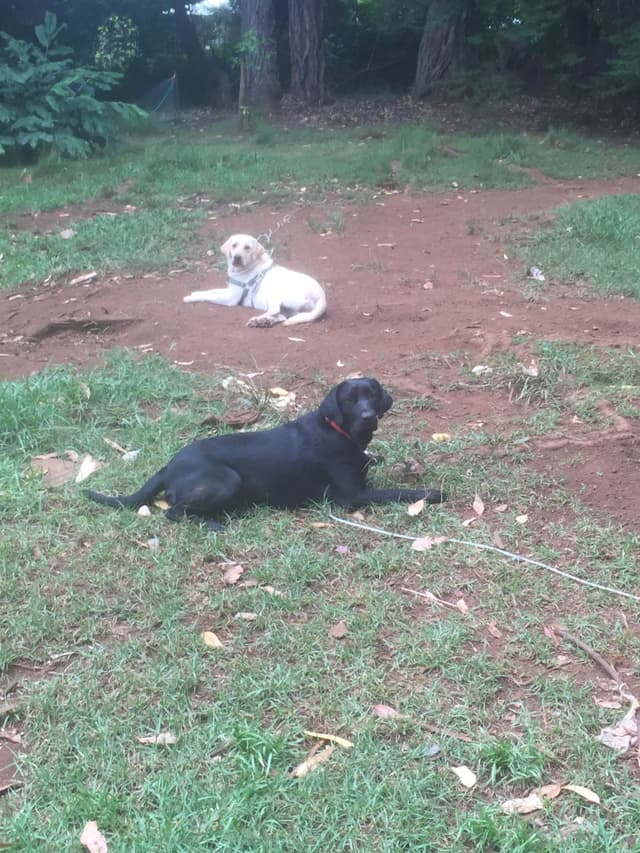 Labrador Retriever Puppies media 6