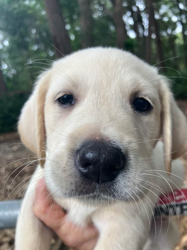 Labrador Retriever Puppies media 8
