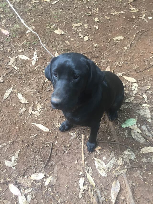 Labrador Retriever Puppies media 7