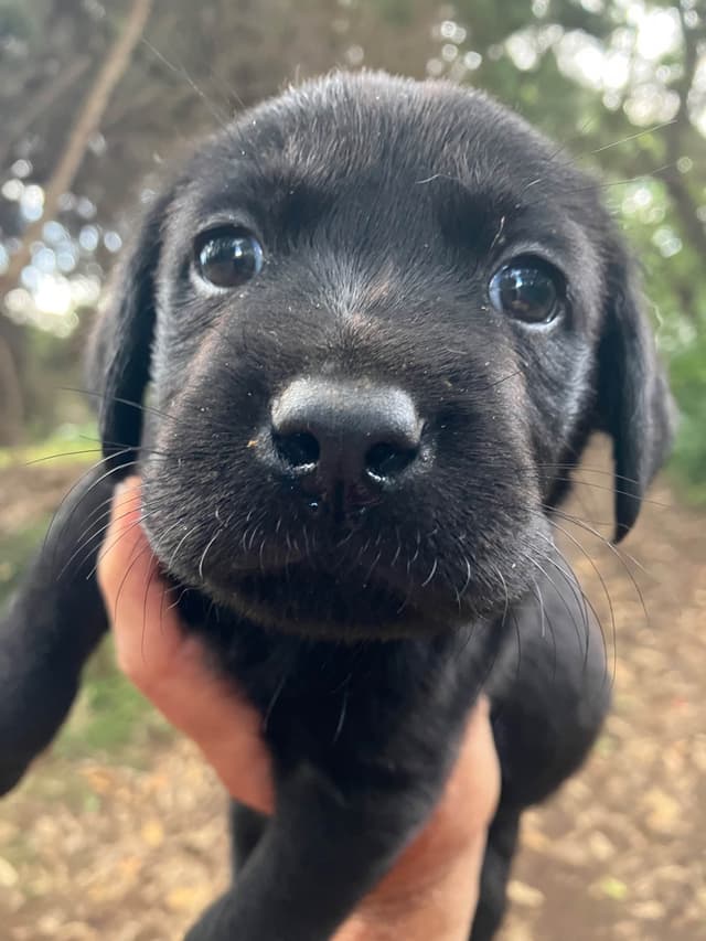 Labrador Retriever Puppies media 10