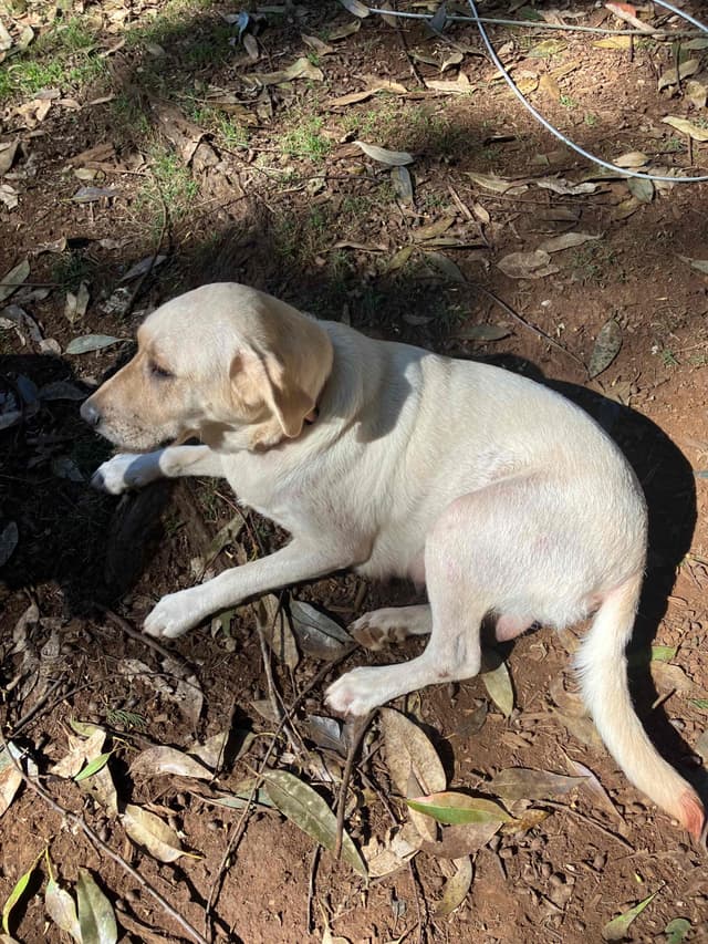 Labrador Retriever Puppies media 13